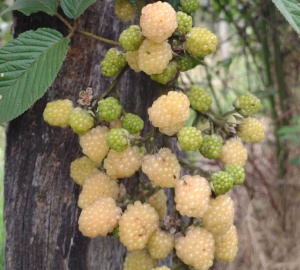 Moras blancas en Gachantivá. Moras blancas en Gachantivá.