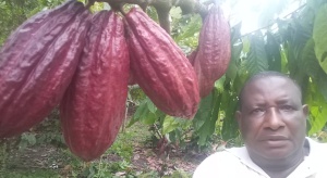En el cultivo de cacao en Istmina. En el cultivo de cacao en Istmina.
