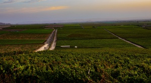Campos productores de uvas pisqueñas Campos productores de uvas pisqueñas