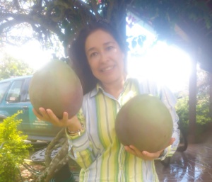 Mangos gigantes Mangos gigantes