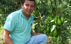 Ingeniero Fabián Murcia y los cultivos de aguacate Ingeniero Fabián Murcia y los cultivos de aguacate