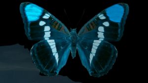 "Sale de su pecho una gran mariposa azul que sigue el hilo restropectivo de su pasado" "Sale de su pecho una gran mariposa azul que sigue el hilo restropectivo de su pasado"