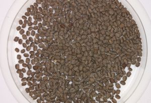 Frijol tépari - Phaseolus acutifolius Frijol tépari - Phaseolus acutifolius