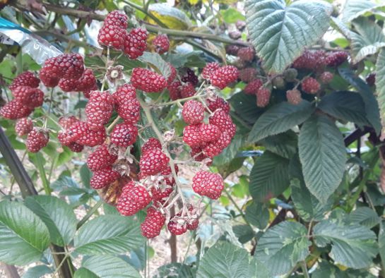 Cultivo de mora uva en Tuta, Boyacá. Cultivo de mora uva en Tuta, Boyacá.