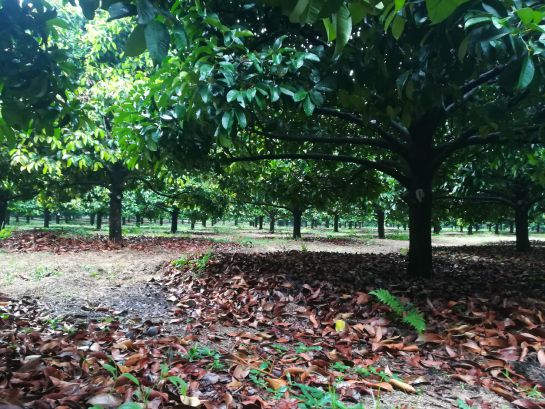 Árbol de mangostinos en Mariquita, Tolima Árbol de mangostinos en Mariquita, Tolima