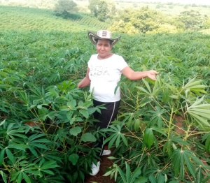 Cultivos de yuca Cultivos de yuca