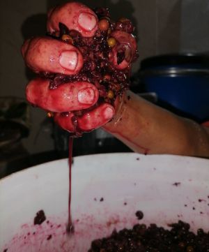 Producción de vinos Producción de vinos