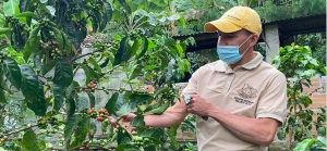 Café de la Asociación Cultivando Semilleros de Paz Café de la Asociación Cultivando Semilleros de Paz