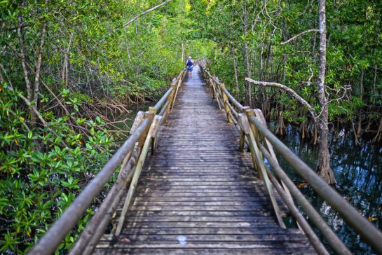 Caminata sobre el puente para apreciar el mangle, especies marinas y flora. Caminata sobre el puente para apreciar el mangle, especies marinas y flora.