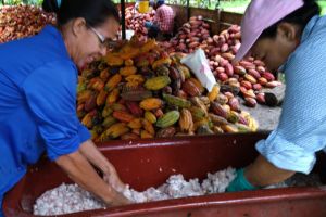 Proceso del cacao ganador del concurso Cacao de Oro 2021 Proceso del cacao ganador del concurso Cacao de Oro 2021