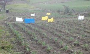 Plásticos impregnados con pegante para el manejo de plagas en el cultivo de cebolla orgánica. Plásticos impregnados con pegante para el manejo de plagas en el cultivo de cebolla orgánica.