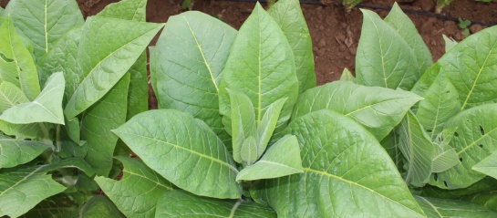 Cultivo de tabaco Cultivo de tabaco