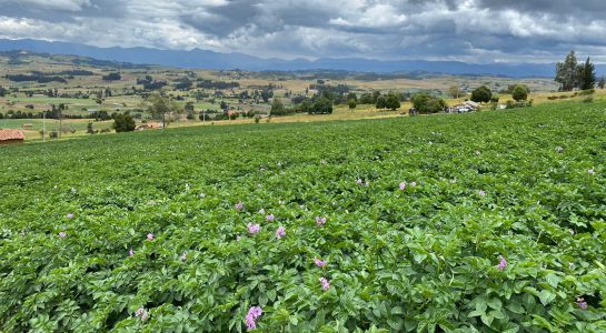 Cultivos en Boyacá. Cultivos en Boyacá.