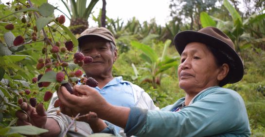Producción sostenible de alimentos, propósito de la FAO Producción sostenible de alimentos, propósito de la FAO