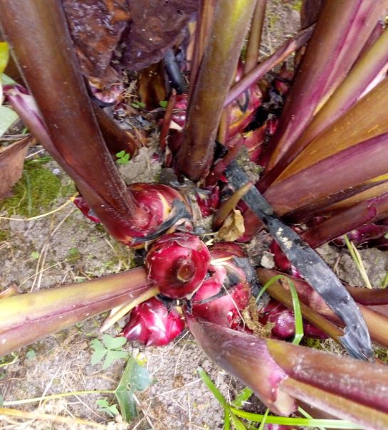 Raices andinas, base para preparar alimentos naturales para pollos y otros animales. Raices andinas, base para preparar alimentos naturales para pollos y otros animales.