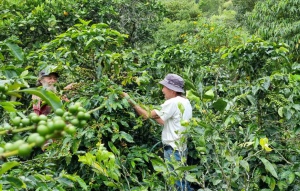 Producción de café en Guateque Producción de café en Guateque