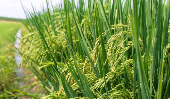 Cultovo de arroz biofortificado Cultovo de arroz biofortificado