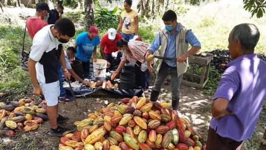 Campesinos colombianos que aún en pandemia nunca han parado Campesinos colombianos que aún en pandemia nunca han parado