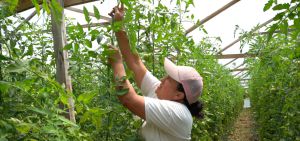 Infraestructura para cultivos de tomates. Infraestructura para cultivos de tomates.