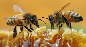 Colombia ya tiene Ley para proteger a las abejas y otros polinizadores Colombia ya tiene Ley para proteger a las abejas y otros polinizadores