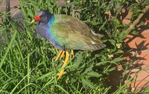 Aves en riesgo Aves en riesgo