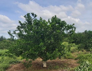 Árbol de naranjas a partir de nuevos clones Árbol de naranjas a partir de nuevos clones