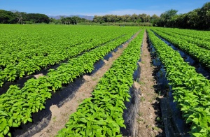 Cultivo de albahaca en el Tolima Cultivo de albahaca en el Tolima