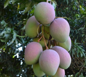 Mangos Mangos