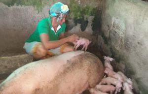 Trabajando con porcinos Trabajando con porcinos