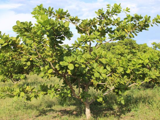 Árbol de marañón Árbol de marañón