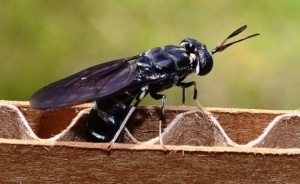 Mosca soldado negra Mosca soldado negra
