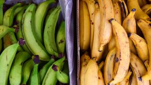 Plátanos verdes y maduros Plátanos verdes y maduros