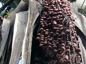 Frutos de canangucha Frutos de canangucha