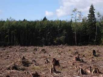 Tala de árboles produce 20% de gases de efecto invernadero, según Greenpeace Tala de árboles produce 20% de gases de efecto invernadero, según Greenpeace