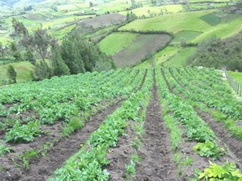 Resultado de imagen para agricultura colombiana