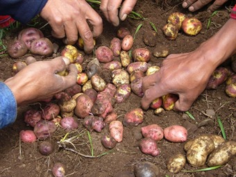 En Colombia se ha reducido la producción de la papa en hasta un 50%.: Se desploma la producción de papa por intensa sequía en Boyacá
