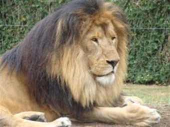 Un final feliz para el par de leones que fueron recuperados de un circo en Bogotá