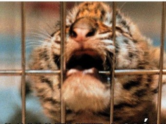 Multas y hasta 2 años de cárcel por maltrato animal en Panamá