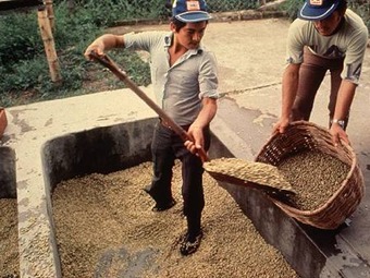 Producción de café en junio cayó un 40 por ciento