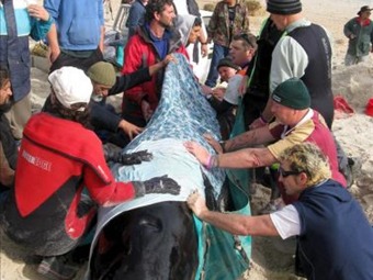 Mueren 34 de las 99 ballenas que quedaron varadas en Nueva Zelanda