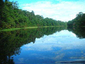 Hallan 170 especies de peces en el Amazonas