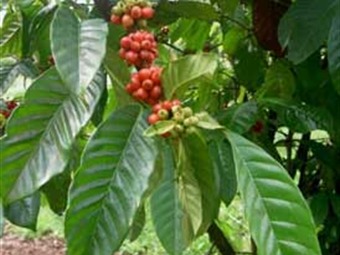 Producción de café en febrero alcanzó 571 mil sacos