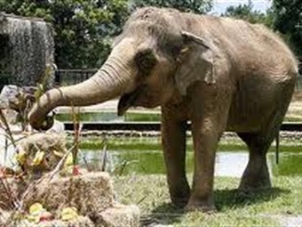 En Medellín murió Lady, la elefanta en cautiverio más vieja del mundo