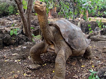 Muere en Galápagos el 'Solitario Jorge', última tortuga de su especie Muere en Galápagos el 'Solitario Jorge', última tortuga de su especie