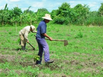 tierras magdalena despojo campesino tierra oraciones agraria indigenous alerta incoder posibilidad judicial cultivando estructura cultivos rituals