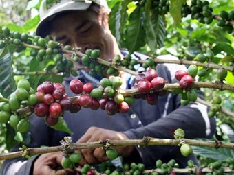 Estamos dispuestos a ir a la cárcel por defender nuestra causa: caficultores