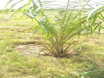 Denuncian ataque a bala para presionar desplazamiento de campesinos de Las Pavas