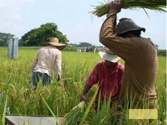 Gobierno y dignidad arrocera evaluaron acuerdo con los productores del cereal