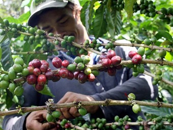 Gobierno y cafeteros revisarán nuevo sistema de subsidios para evitar irse a paro