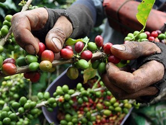 Cafeteros piden aplazar el desmonte del 4 x mil para atender crisis del sector